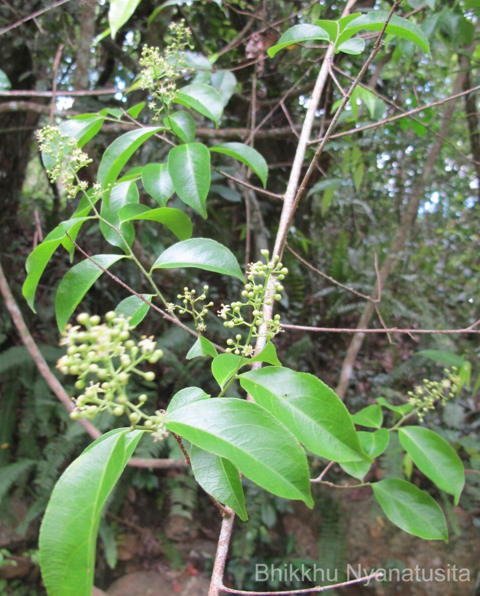 Celastrus paniculatus Willd.